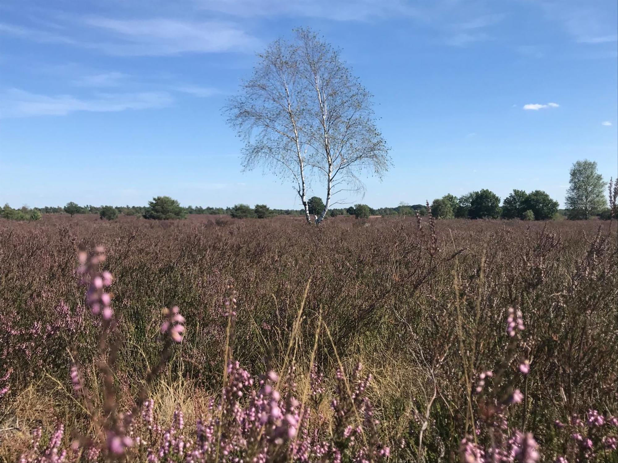 Ferienwohnung Calluna Buchholz in der Nordheide Luaran gambar